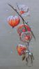physalis_9.thumb.jpg.ea8888d8716461389fe629da7d8e6b40.jpg