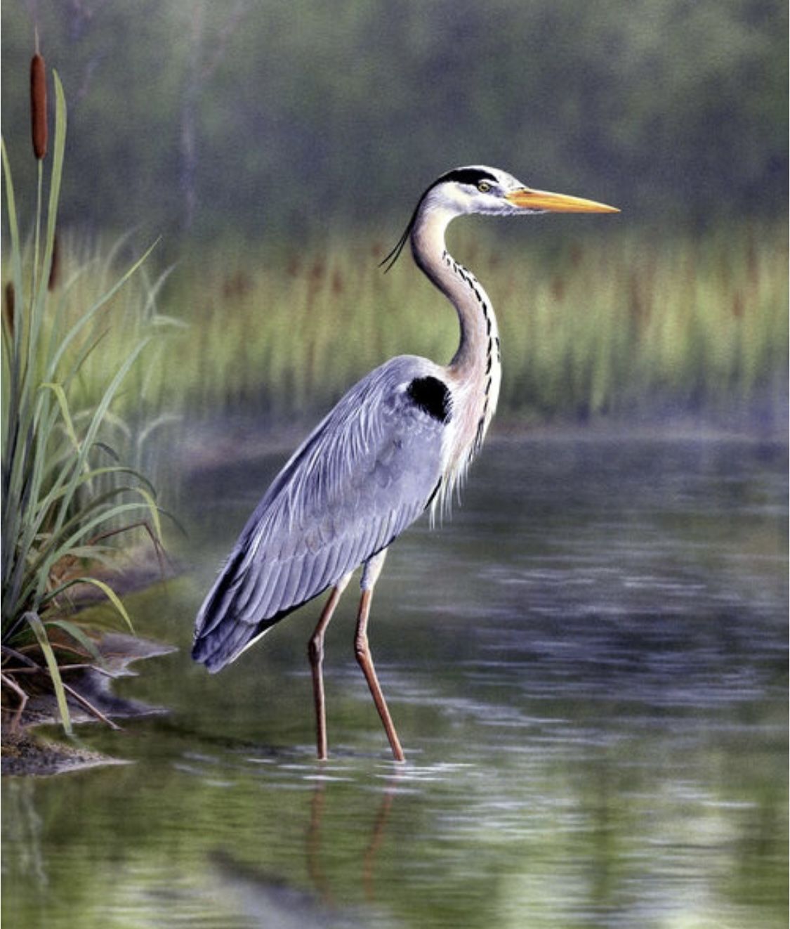 Цапля спит. Вижу цапель. Вижу цапель. Белая колпица. Цапля серая болотная.