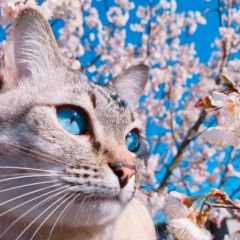 BlueeYeS