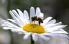 Closeup_Camomiles_Bees_Insects_Bokeh_577486_600x380(1).thumb.jpg.e427b3e94533726aebf970fa2e5eabb8.jpg
