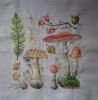 Toadstools5.JPG.402808e03e9051810b0db39bde0e3e44.thumb.jpg.e6b08d6ff007370958662c19afbe25a4.jpg