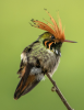 250953057_.thumb.png.24a5fb8ba40f665bbdc5e2e71fedfa7d.png