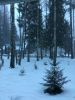 BEFEB3F0-4CC5-48B9-88B8-779F940A4A6E.thumb.jpeg.cb1176b981eb48927140e4060393cda5.jpeg
