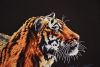 DSC_5351.thumb.JPG.a09b2e15ba9b84b4dd9b4b0f3d6955f6.JPG