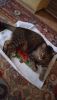 IMG-20230128-WA0033.thumb.jpeg.040d0ae0abf3a69615a82e439acc4ae0.jpeg