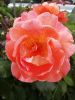IMG_20200801_132410.thumb.jpg.518ff8e61e087caead69b30116fe43ab.jpg