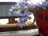 P4031266.thumb.JPG.ce0e5f178430c26aa62a1e1fde5da8d7.JPG