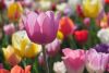 flower-3365603_1920.thumb.jpg.1d76a0eb943f0377ffc22948f73779d7.jpg