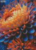 miniorangeandbluechrysanthemums_MED.thumb.jpg.9a4cde97e8233cd33d7bc8424730e0b4.jpg