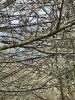 2AD82E15-6A14-4729-86CD-217A0E92FD75.thumb.jpeg.d94779738e632075815e9921d051f4ce.jpeg