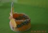3.thumb.jpg.4e88fdcd76ecd7a4cfc8b99e9e8511a9.jpg