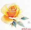 54603.thumb.jpg.de40e8c7be105748facf4783ae312b8d.jpg