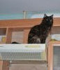 DSC_3446.thumb.JPG.b65755fc1d178521e96f9dc9c545844b.JPG?1680768365830