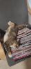 IMG-20230417-WA0001.thumb.jpg.392a5c99c3fb0c11f37deaeb339f6c40.jpg