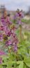 IMG20230406121729.thumb.jpg.e3e05612b30162465c807f95426cbc66.jpg