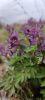 IMG20230407122522.thumb.jpg.23d4a054700ccd59d1fd035b9a3bf8c6.jpg