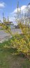 IMG20230407131038.thumb.jpg.0312c23e6db547f31882d5b2ff0917c8.jpg