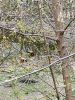 IMG20230418130319.thumb.jpg.2398d3e6dc9141a94d1237c7bddf79c7.jpg