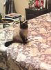 IMG_20230406_091652.thumb.jpg.b1a9335b0eac9a068eaa432d739ddcb9.jpg