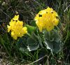Primula_auricula_2.thumb.jpg.23acac81ee744e137d38214e12e8e42f.jpg