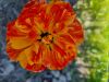 20230513_095646.thumb.jpg.f62a4c22bd3c9ae65d77119548085fae.jpg