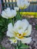20230513_095654.thumb.jpg.242309bccbc6ae69b028d90e17437348.jpg