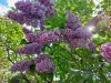 20230526_113158.thumb.jpg.f974383022ffa352f94cf5880e99333f.jpg