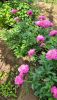 20230528_084312.thumb.jpg.c4a48f2747652ac50fe6f6f897dbde40.jpg