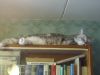 DSC06087.thumb.JPG.96131dffbeca0995c39247bffcc6b1d8.JPG
