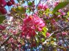 DSC08735.thumb.JPG.30db98145a773145645c91954ab6313b.JPG