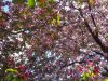 DSC08739.thumb.JPG.b613699a39e07740e398315d874ffd17.JPG
