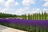 DSC_6076.thumb.JPG.5a440363e44d7f5c2547f9c6df9df9e3.JPG