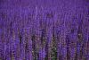 DSC_6174.thumb.JPG.e42455a9431392808a93eacd0a80c323.JPG