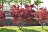 DSC_6182.thumb.JPG.74d3d42795e776331567e1399e16c7a6.JPG
