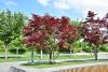 DSC_6184.thumb.JPG.52ec1d6f5638c5860eb9859bae117e38.JPG