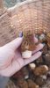IMG-20230422-WA0003.thumb.jpeg.aae6d8df65e893655cbcff46d641f41d.jpeg