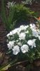 IMG-20230515-WA0006.thumb.jpg.11cd64ac8baea40c5c894c82b0f3d23d.jpg