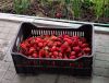 IMG-20230529-WA0003.thumb.jpg.a9864aaf44bb2fe8f2252f17dd65be51.jpg