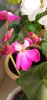 IMG_20230502_185134.thumb.jpg.28fd57b3d40c7563db04e97ee67eb611.jpg