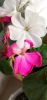 IMG_20230502_185157.thumb.jpg.2cde0e6189b4d790ce8217f63910446d.jpg