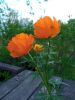 IMG_20230509_162038.thumb.jpg.ad4ff58cfb2eb9cd843baf1b64d6bae6.jpg