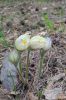 IMG_20230514_211238.thumb.jpg.791c93f98802eb3c92b3269d43fd92e7.jpg