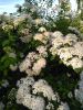 IMG_20230518_070802.thumb.jpg.915f6b3b091031b17904537cc79046b8.jpg