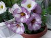 20200820_184516.thumb.jpg.c9272ee6e2caccb3a06ec786f0435ead.jpg