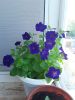 20230601_104731.thumb.jpg.f92dfea5edf2c3cb4d7c2b8be348fc1a.jpg
