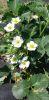 20230606_122319.thumb.jpg.eeda5324cd951f7c282b524c83adca1a.jpg