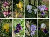 Collage_20230618_225006.thumb.jpg.edf2907050bf406ef243d832d4b4e672.jpg