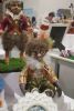 IMG_1107.thumb.JPG.1993fc8d29a2b5fe24d3b0dc02eeb26c.JPG