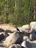 IMG_20230521_181807.thumb.jpg.76a8d4b0dcf2feaa5e49cbdb1c8c4fbb.jpg