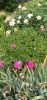 IMG_20230601_174254.thumb.jpg.7f4bb42de6780b76ed8d7dec712597d4.jpg